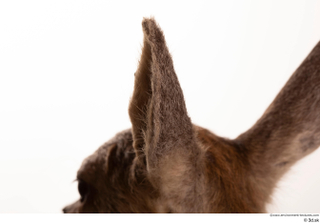 Deer doe ear 0009.jpg